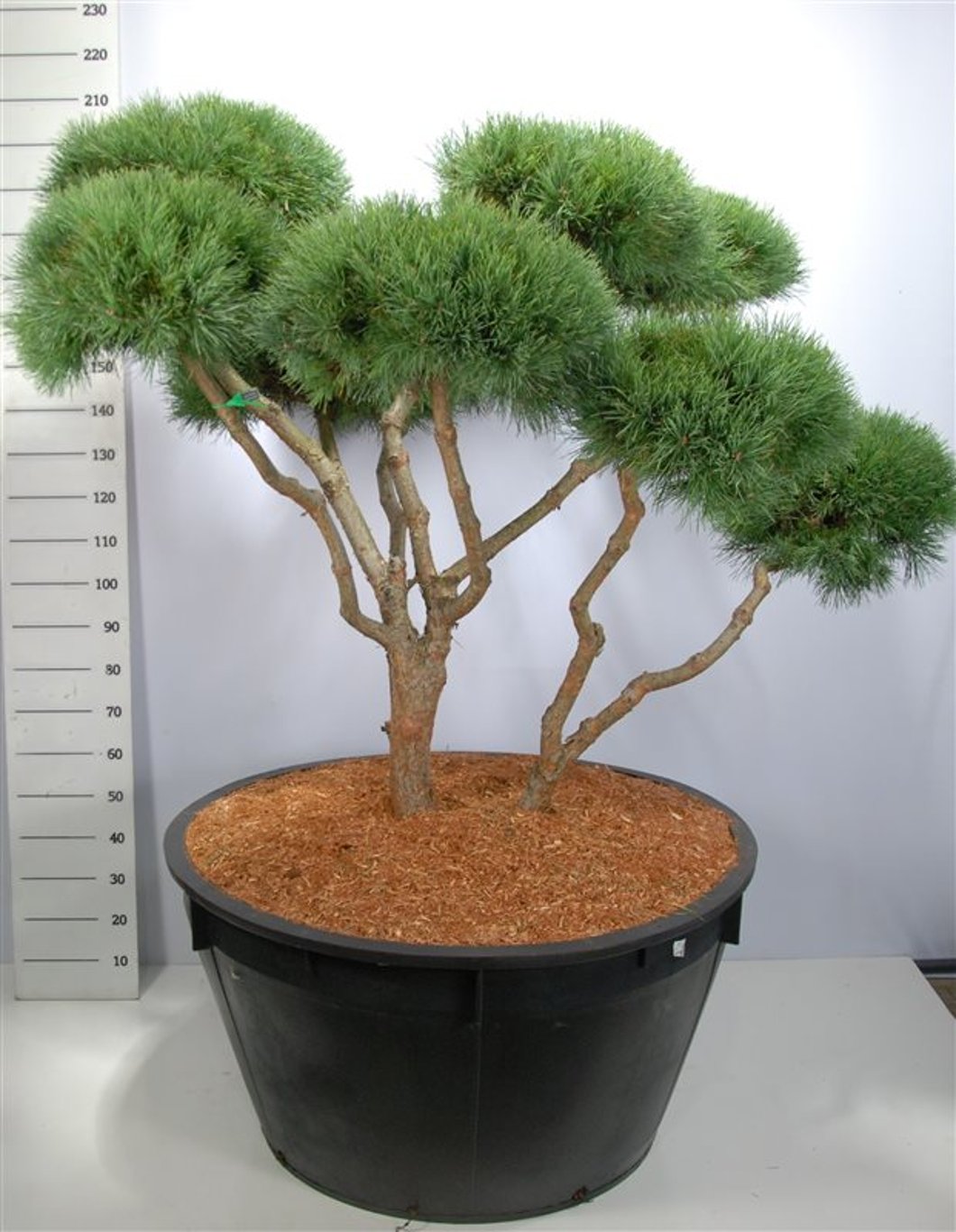 Tall – Pinus sylvestris 'Watereri' - C500 140-150 cm. Bonsai 1